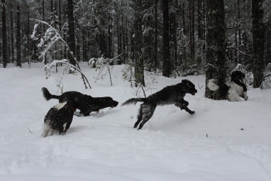 Antonia, Apollo, Alina och Alice Antonia, Apollo, Alina och Alice