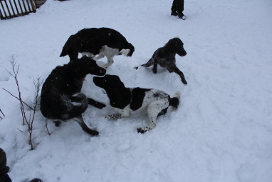 Apollo, Antonia, Alice och Alina