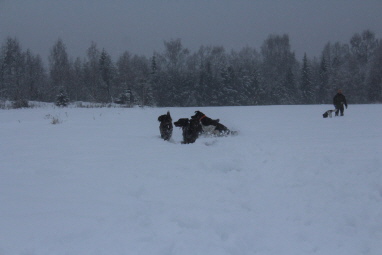 roligt i snön roligt i snön