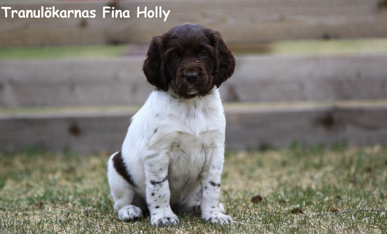 Tranulökarnas Fina-Holly Tranulökarnas Fina-Holly