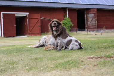 Mamma med Amadeus Mamma med Amadeus