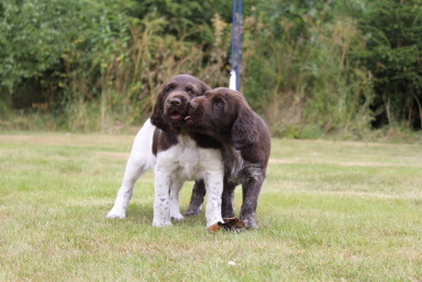 Alice och Apollo