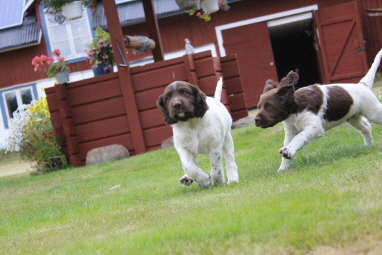 Attila och Alvin (höger) Attila och Alvin (höger)