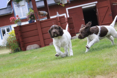 Attila och Alvin (höger)