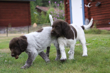 Alice och Alina