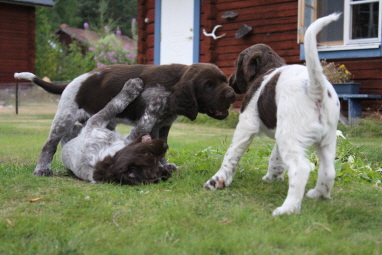 Alina, Apollo och Alvin