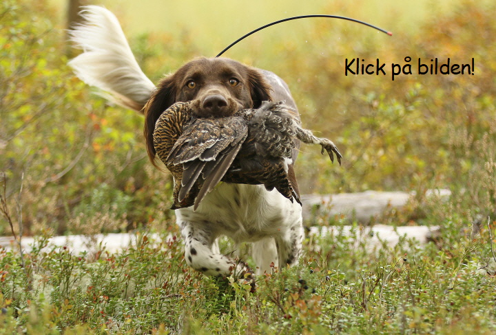 Klick på bilden för att komma till "Gjende som jakthund"!