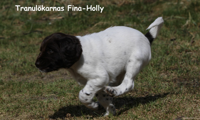Tranulökarnas Fina-Holly Tranulökarnas Fina-Holly