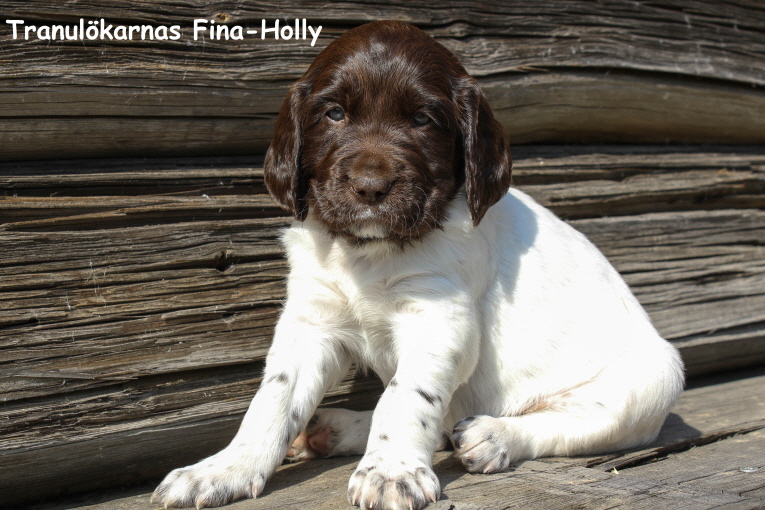 Tranulökarnas Fina-Holly Tranulökarnas Fina-Holly