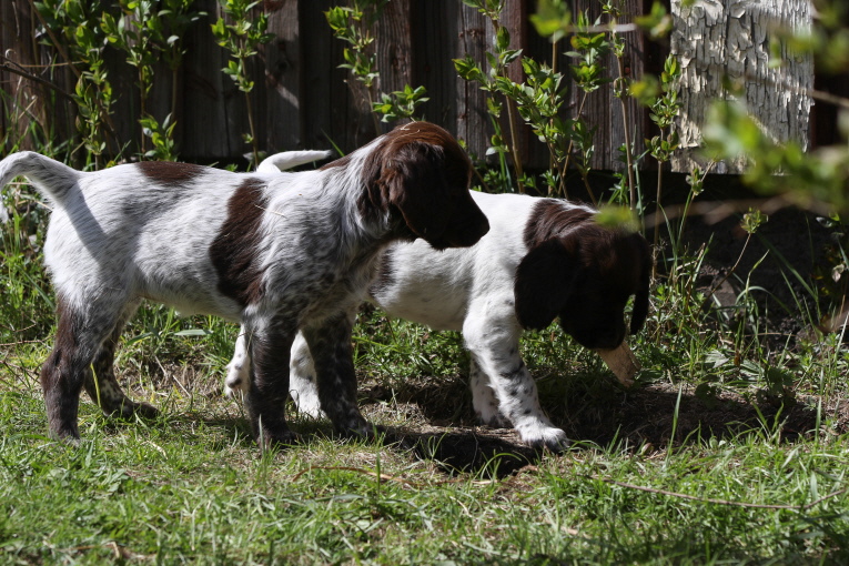 Foxie och Fina-Holly