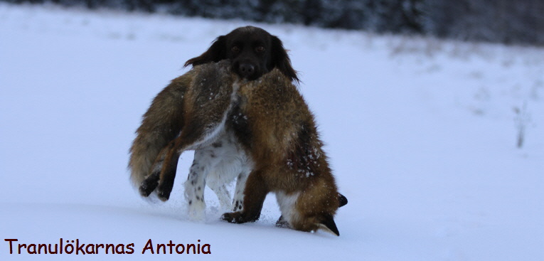Tranulökarnas Antonia apporterar en räv