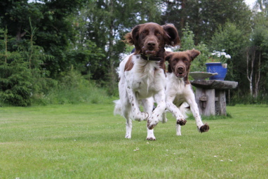Alvin och Toni Alvin och Toni