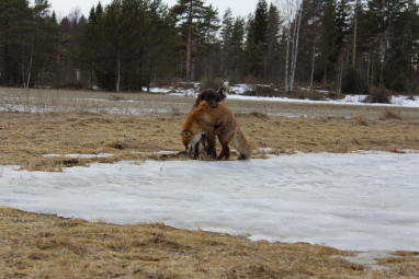 Nele mit dem Fuchs