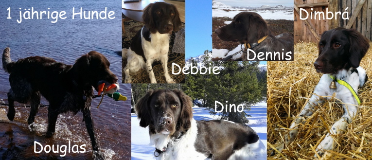 5 Hunde vom D-Wurf mit genau einem Jahr 5 Hunde vom D-Wurf mit genau einem Jahr