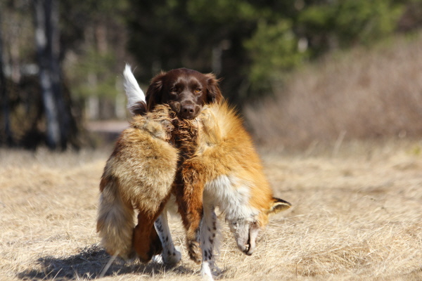 Antonia kommt mit dem Fuchs Antonia kommt mit dem Fuchs
