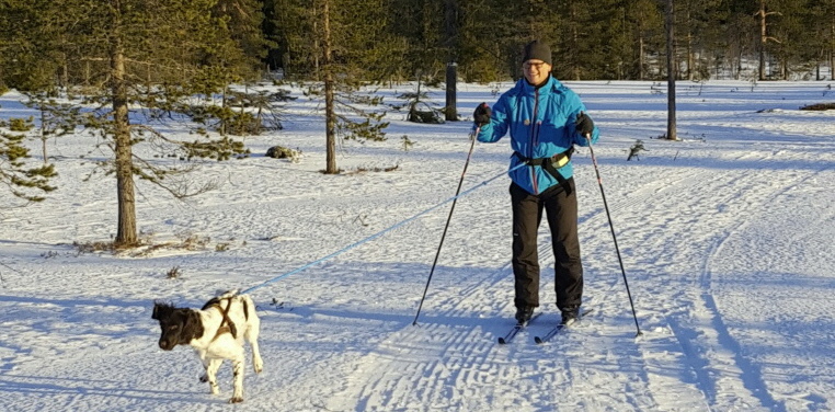 Laika vom Münsterland mit Musher Claudius Laika vom Münsterland mit Musher Claudius