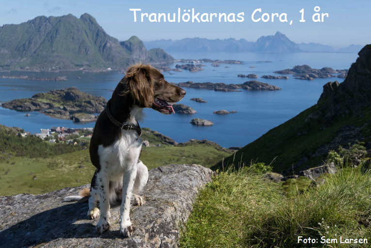 Tranulökarnas Cora Tranulökarnas Cora