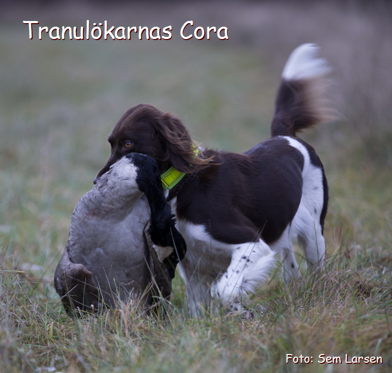 Tranulökarnas Cora Tranulökarnas Cora