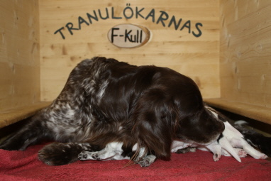 Nele vom Wolfsbau mit F-Wurf (0/4) Nele vom Wolfsbau mit F-Wurf (0/4)
