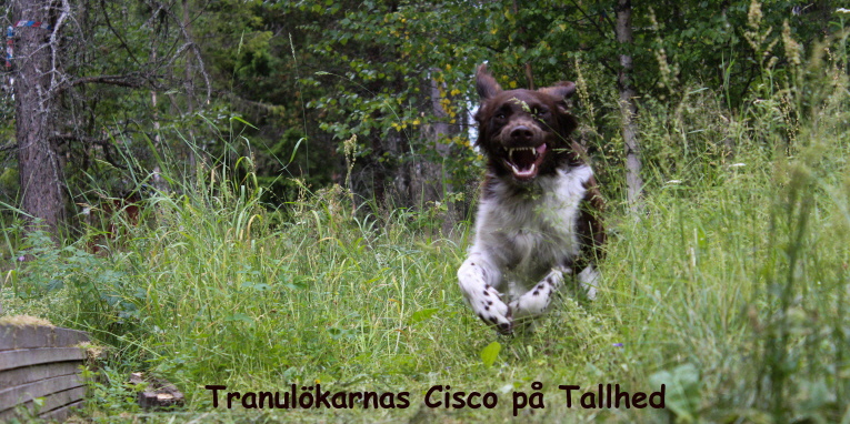 Tranulökarnas Cisco