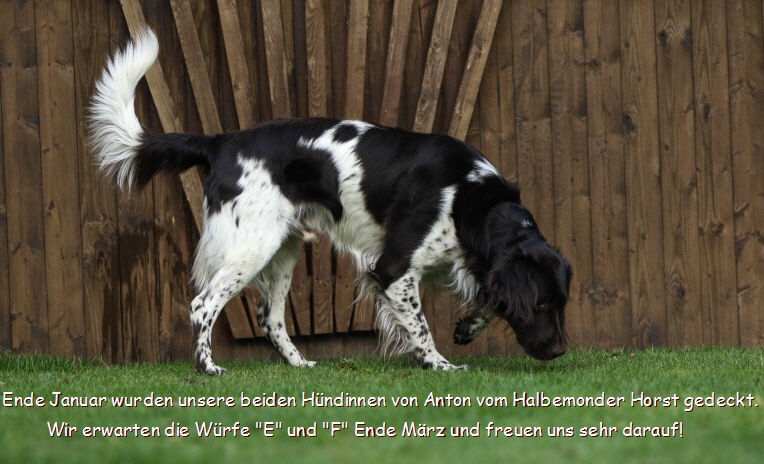Anton vom Halbemonder Horst Anton vom Halbemonder Horst