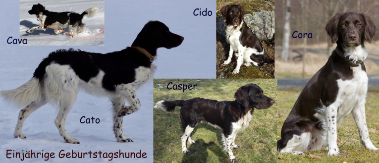5 Hunde vom C-Wurf 1 Jahr alt 5 Hunde vom C-Wurf 1 Jahr alt