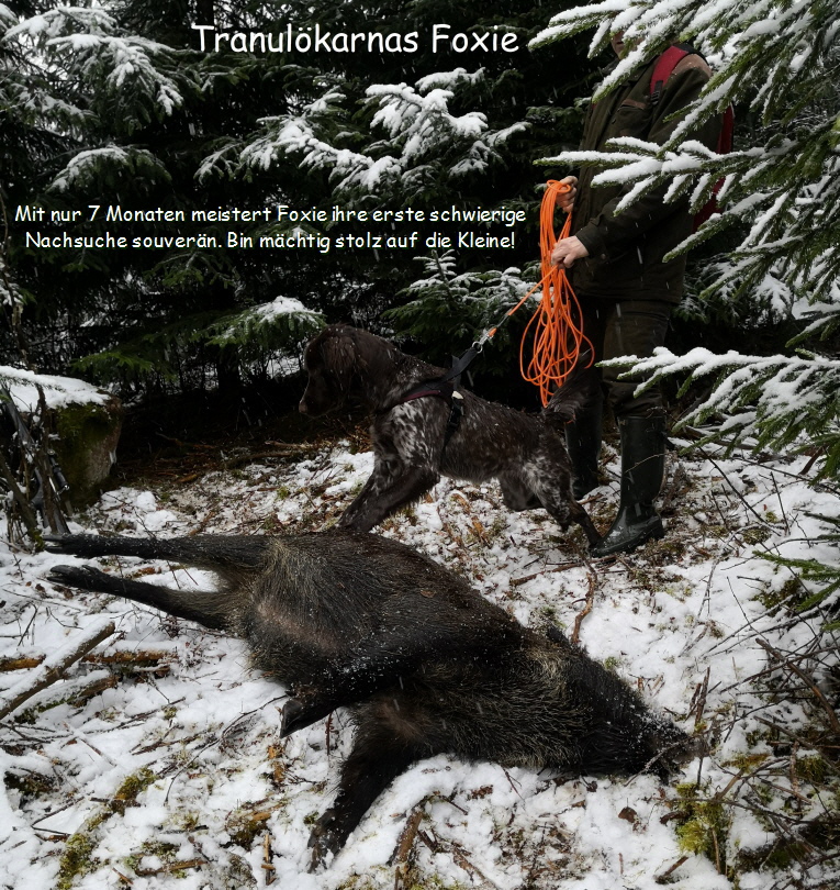 Tranulökarnas Foxie, 7 Monate alt Tranulökarnas Foxie, 7 Monate alt