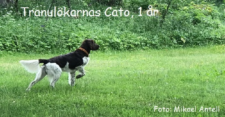 Tranulökarnas Cato Tranulökarnas Cato