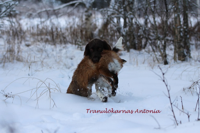 Jagd am 4. Advent Jagd am 4. Advent