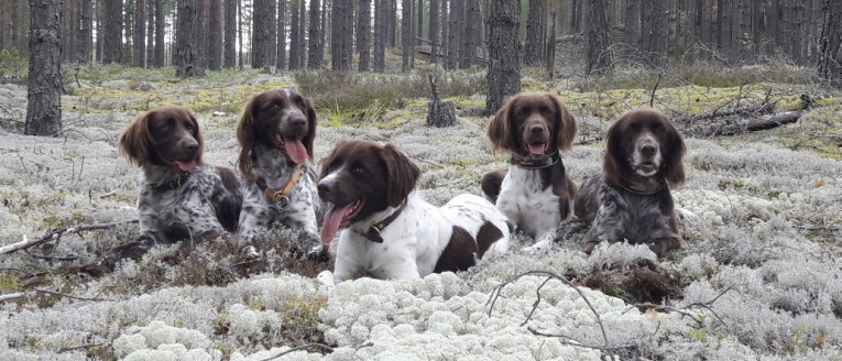 Chili, Budy, Adele, Antonia, Nele