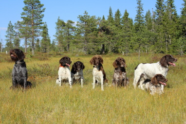 v.l.: Alfred, Chili, Bella, Toni, Nele, Fee, Beethoven