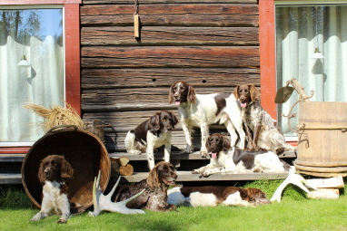 v.l.: Antonia, Nele, Bella, Beethoven, Chili, Tinka, Fee v.l.: Antonia, Nele, Bella, Beethoven, Chili, Tinka, Fee