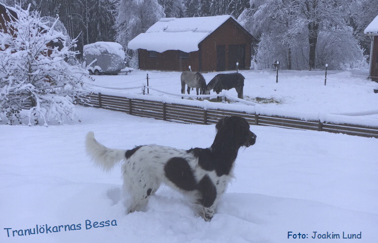 Bessa in ihrer Idylle Bessa in ihrer Idylle