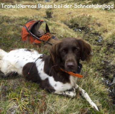 Tranulökarnas Bessa Tranulökarnas Bessa