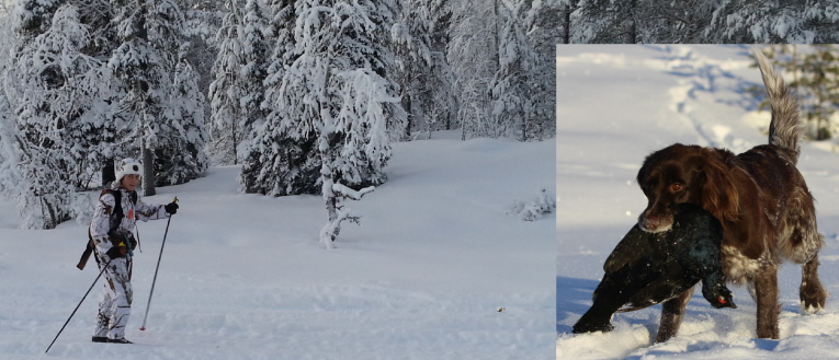 Nele vom Wolfsbau mit Birkhahn, Anke auf der Jagd Nele vom Wolfsbau mit Birkhahn, Anke auf der Jagd